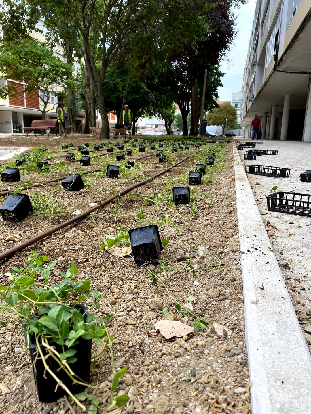 Construção de jardins · projeto 3
