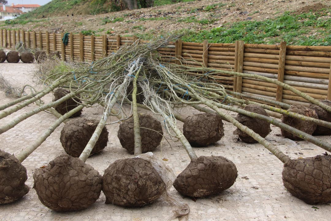 Construção de jardins · projeto 5